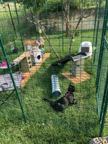The little cats love it