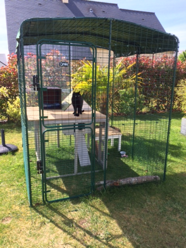 A cat enjoying his play area