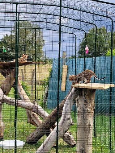 You can create amazing spaces for your cats in the catio
