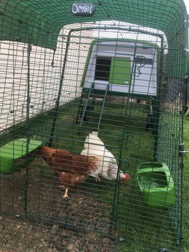 Large chicken house Eglu