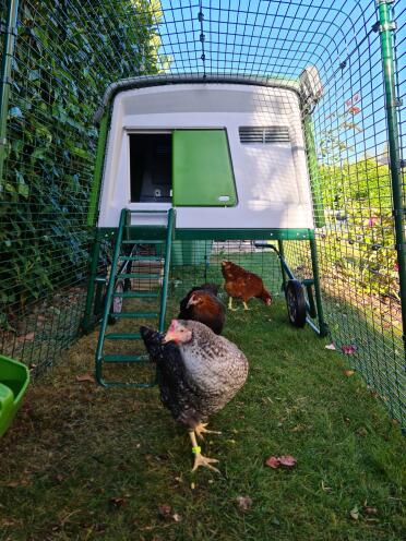Chickens love Omlet products