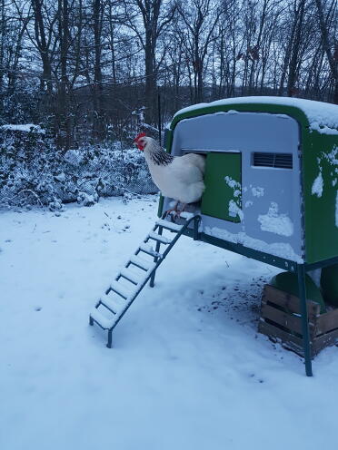 A chicken standing outside the omlat chicken coop in the Snow.