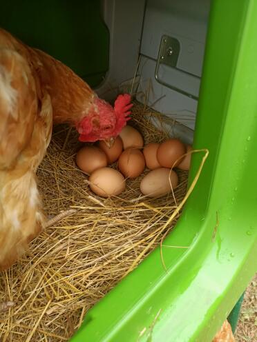 Chickens can safely lay their eggs in their nest box
