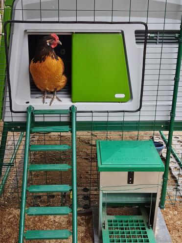 Green Omlet Eglu Cube Large Chicken Coop with chicken