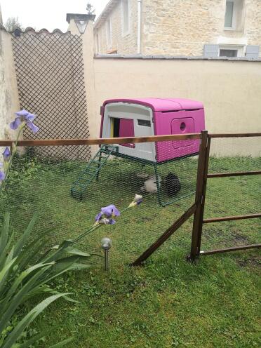 The Purple cube looks great in any garden.