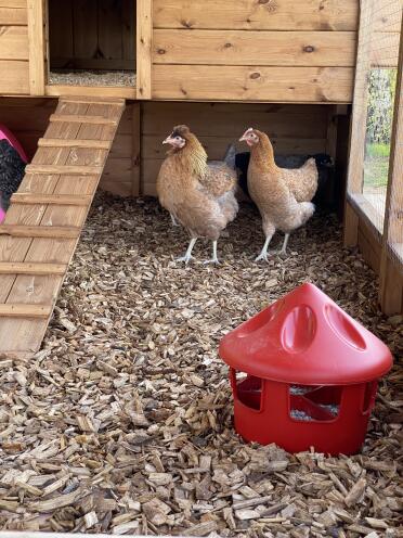 Grit feeder 