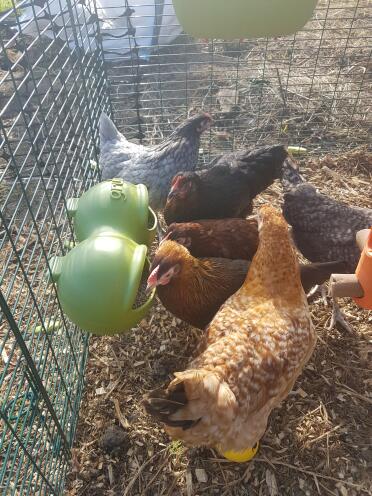 Ragazze che amano il loro cibo