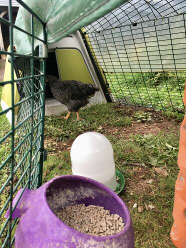 My new chicks love it