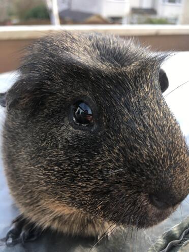 Guinea Pigs make such sweet pets