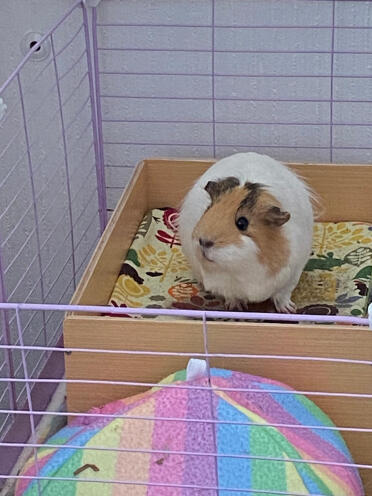 Sage er dronningen af slottet 