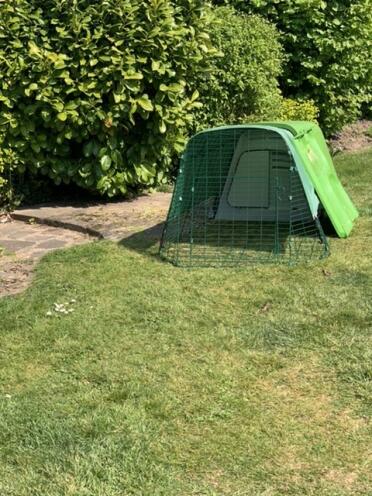 Guinea pigs love their new house
