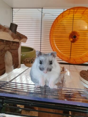Hamster in Omlet Qute Hamster Cage