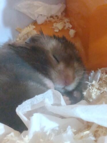 A hamster asleep in it's nest.