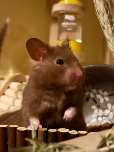 Cookie de hammy