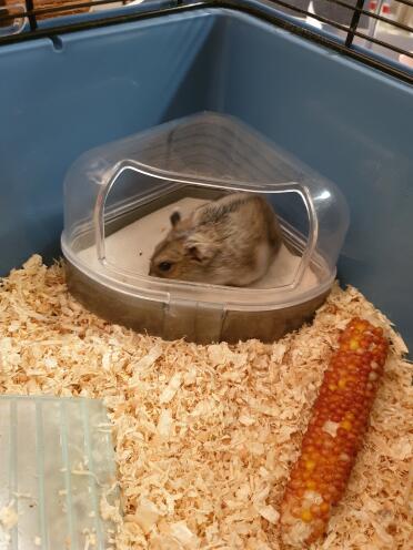 Hamsters love to have dust baths!