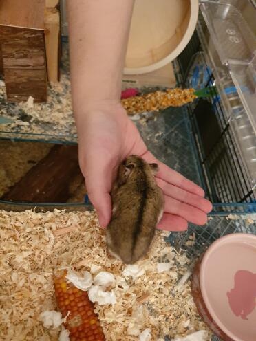 Hamsters are so much fun to play with!