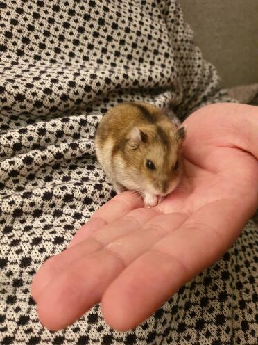 Hamsters are so much fun to play with!