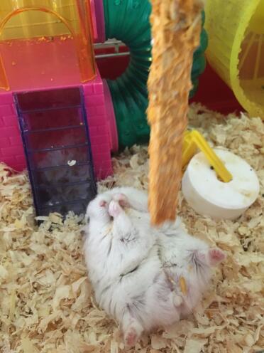 Hamster love Omlet treats