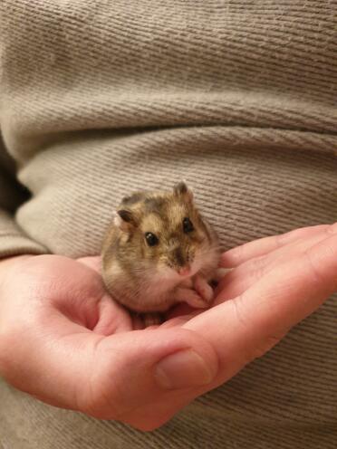 Dwarf hamsters are so much fun to play with!