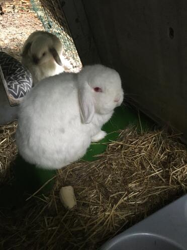 Happy bunnies 