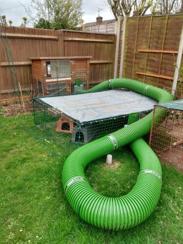 He loves chasing up and down his tunnel ????