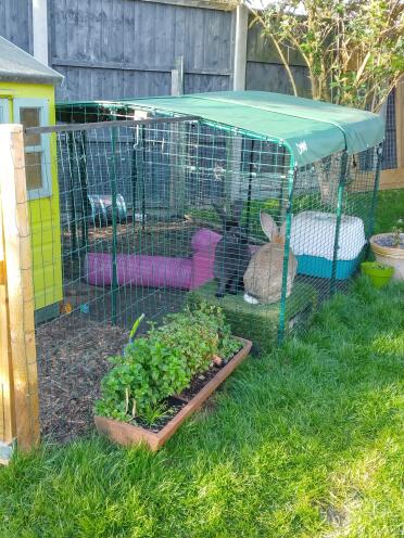 Happy bunnies