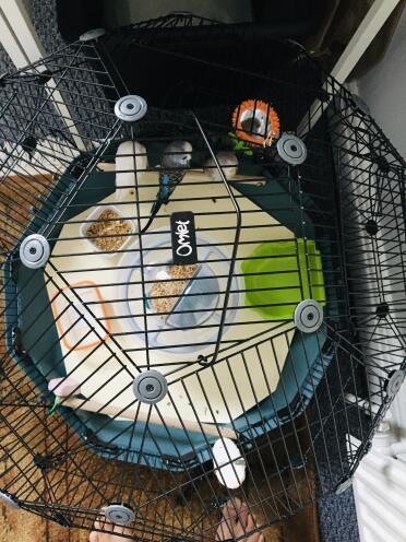 My budgies are enjoying the cage