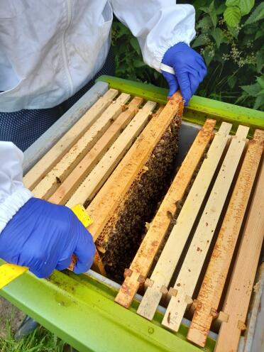 Hoping for some honey this year! 