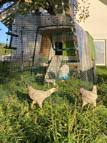 Le galline giovani corrono intorno al pollaio con le galline vecchie 
