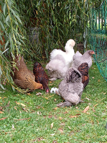 1..fc chicken 