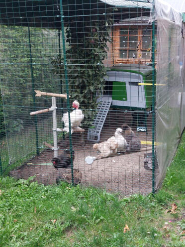Our little flock:our roosters hannes and federiko,ireland,tenerife and meta.