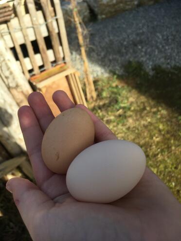 Nothing tastes better than fresh eggs!