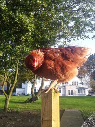 This chicken looks great glowing in the sun!