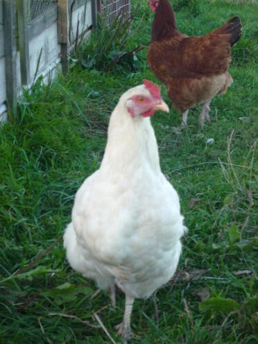 Chickens are great pets