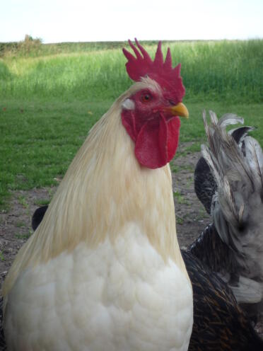 This nevile my large white cockerel.