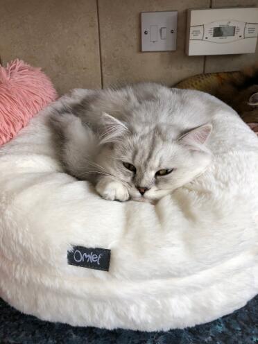 I’m colour coordinated with my Omlet bed!