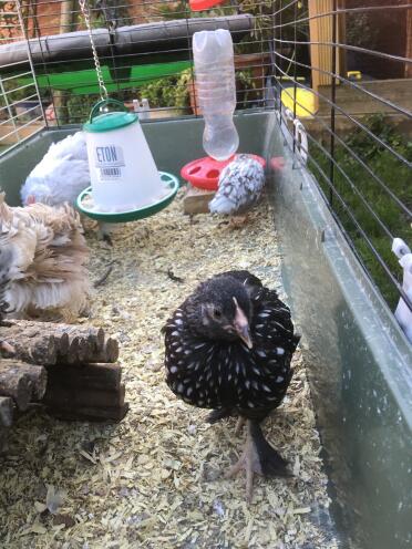 Chickens make adorable pets