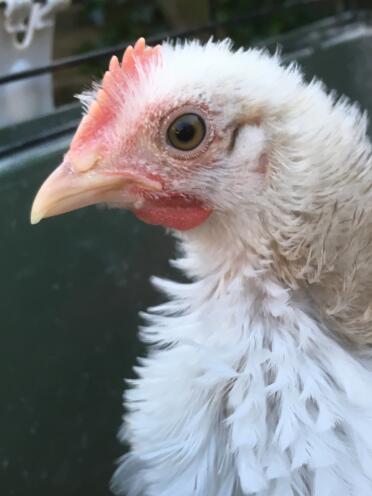 Chickens are such a beautiful animals