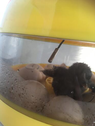 A chicks new begining