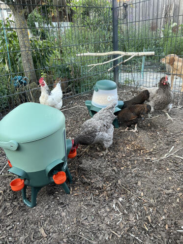 Everyone’s happy (5 minutes after the drinking trough was set up for the first time)