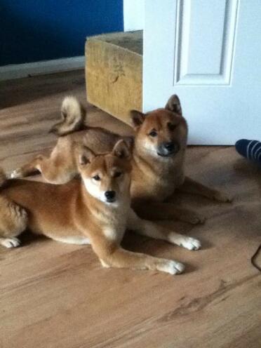 Shiba Inu maschio e femmina