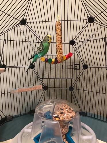 Joey has so much space in his cage now
