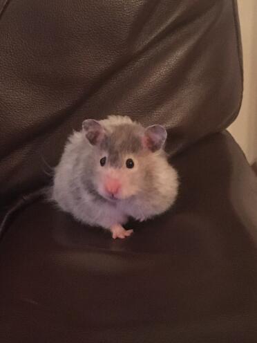 Kit the hamster