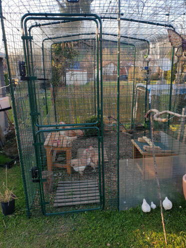 Make a safe area for your chickens to roam using a walk in run - great when there is a flockdown!
