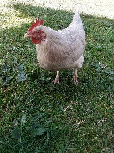 A chicken walking on a lawn.