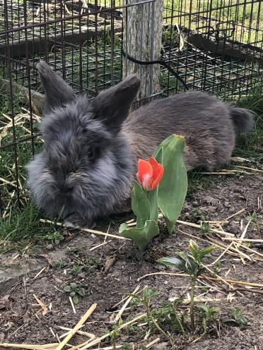 What a gorgeous fluffy bunny rabbit!