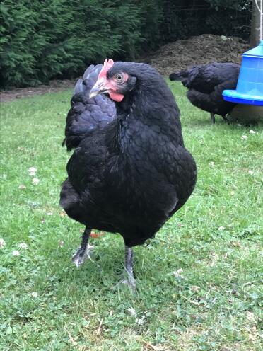 Lettica our rhode rock - definitely the one in charge 