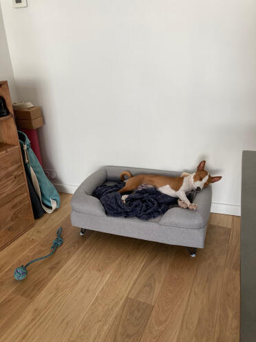 A dog relaxing on an Omlet dog bed.