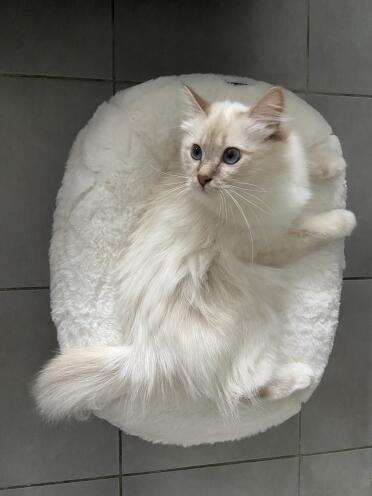 Accord the colour of your bed to the colour of your cat !