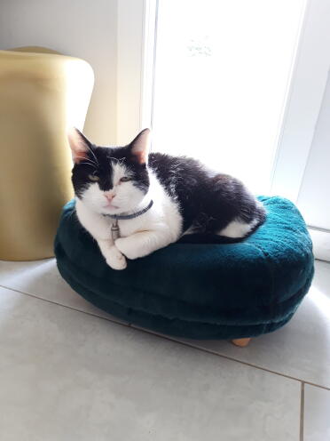As soon as it arrived, it was adopted